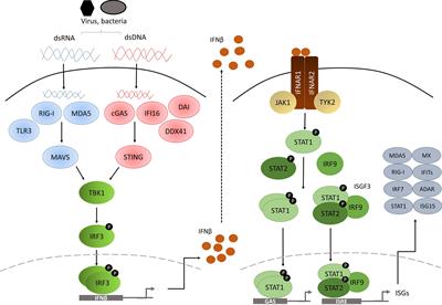 Role of Hypoxia in the Interferon Response